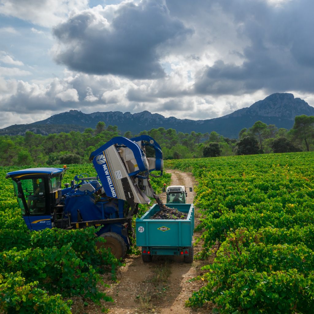 Vendanges